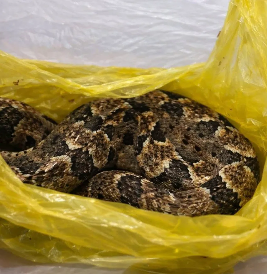 Cấp cứu thành công một ca bị rắn hổ bướm cắn, nguy cơ biến chứng nặng- Ảnh 1. Cấp cứu thành công một ca bị rắn hổ bướm cắn, nguy cơ biến chứng nặng- Ảnh 1.