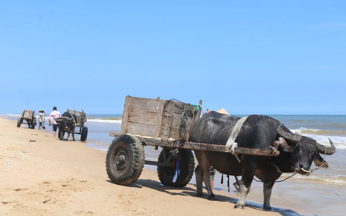 Những chiếc xe trâu đơn sơ, lầm lũi kéo từng khối vật liệu qua những con đường lún sâu, trở thành biểu tượng không thể thay thế của mảnh đất khắc nghiệt này