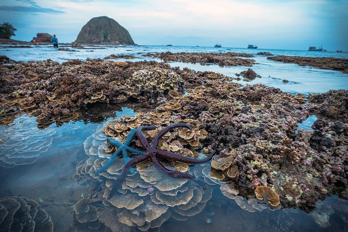 H&ograve;n Yến: &ldquo;Kho b&aacute;u&rdquo; san h&ocirc; lộ diện khi thủy triều r&uacute;t- Ảnh 1.