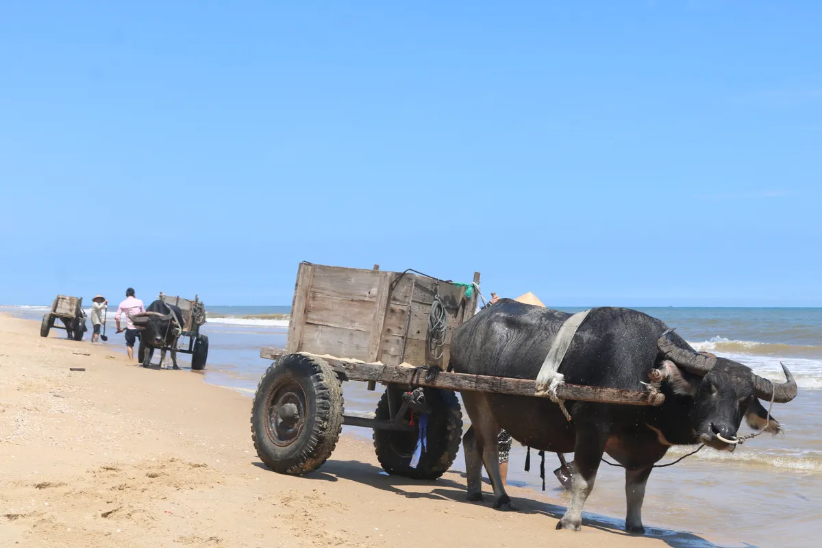 Những chiếc xe tr&acirc;u nơi miền c&aacute;t trắng- Ảnh 4.