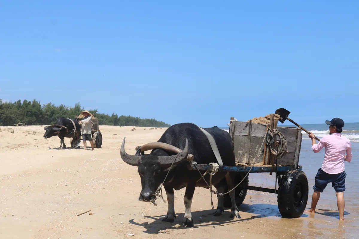 Những chiếc xe tr&acirc;u nơi miền c&aacute;t trắng- Ảnh 2.