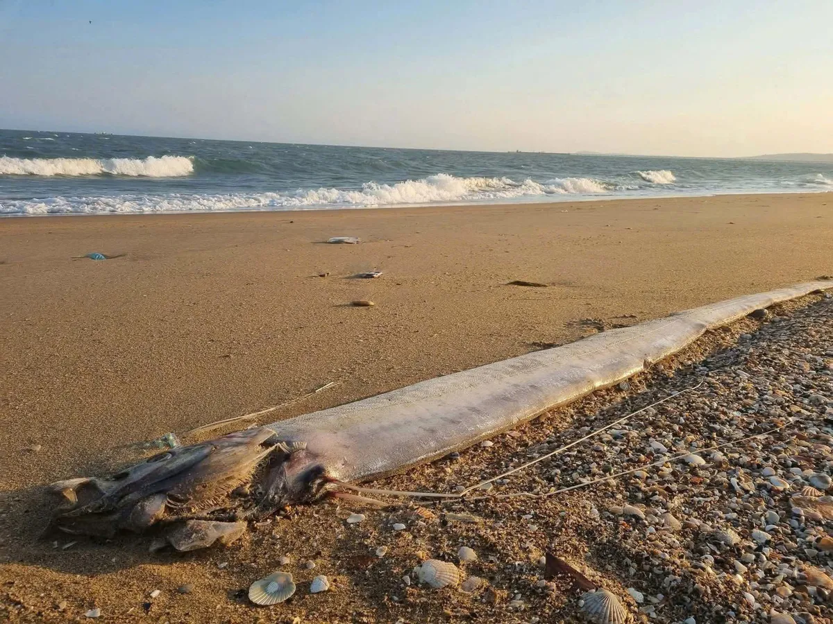 Chuyên gia Viện Hải dương học: Cá mái chèo liên tiếp dạt vào bờ là 'hiện tượng hiếm gặp'- Ảnh 1. Chuyên gia Viện Hải dương học: Cá mái chèo liên tiếp dạt vào bờ là 'hiện tượng hiếm gặp'- Ảnh 1.