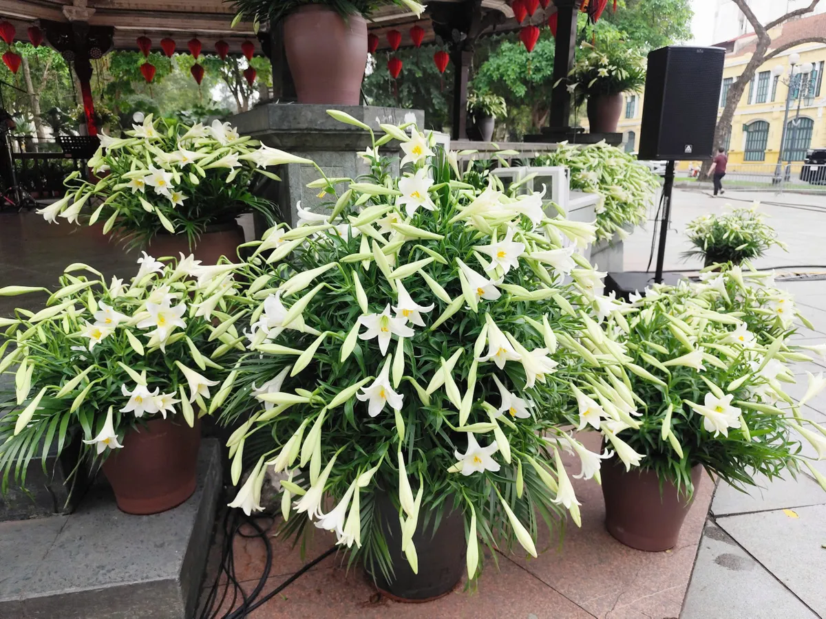 Hoa loa k&egrave;n phủ k&iacute;n Nh&agrave; B&aacute;t Gi&aacute;c trước giờ Live Concert &ldquo;H&agrave; Nội b&igrave;nh y&ecirc;n&rdquo; - Ảnh 1.