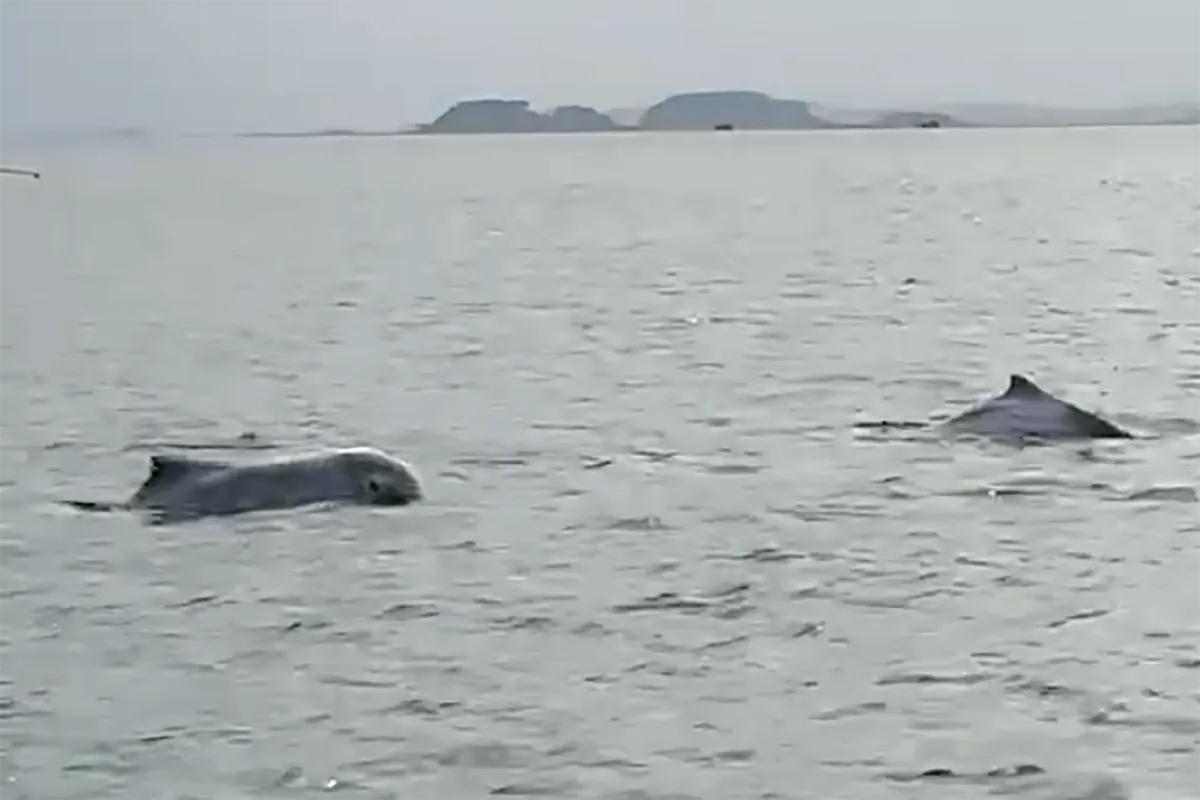 Đàn cá heo trắng xuất hiện ở đảo Cái Chiên, Quảng Ninh  - Ảnh 1.