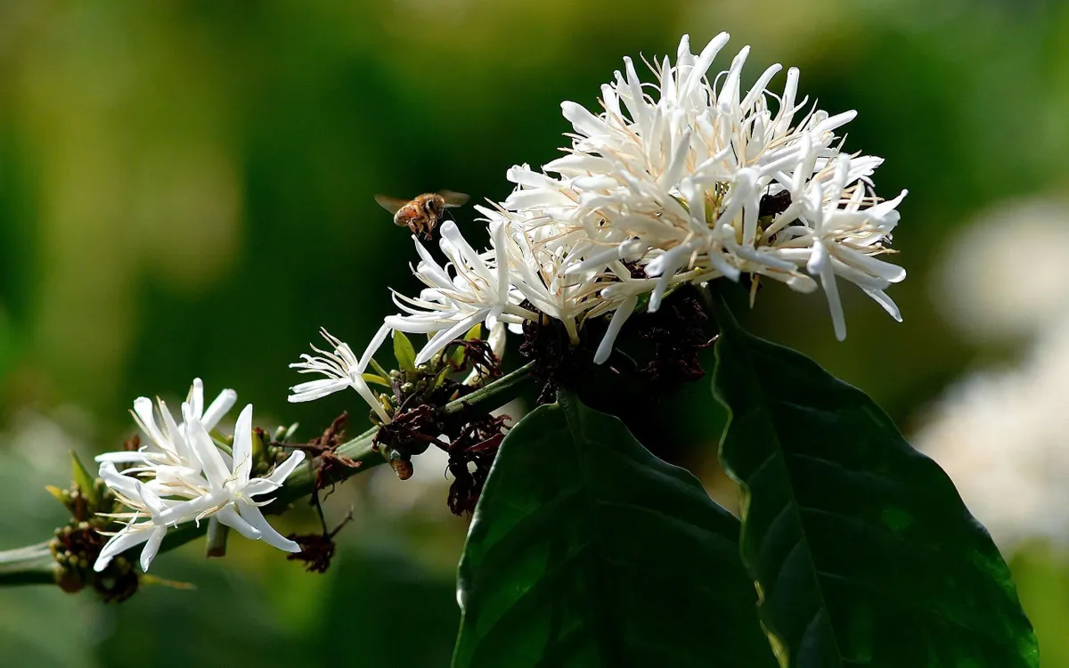 Mùi hương dịu ngọt của hoa cà phê lôi kéo những đàn ong đến làm mật.