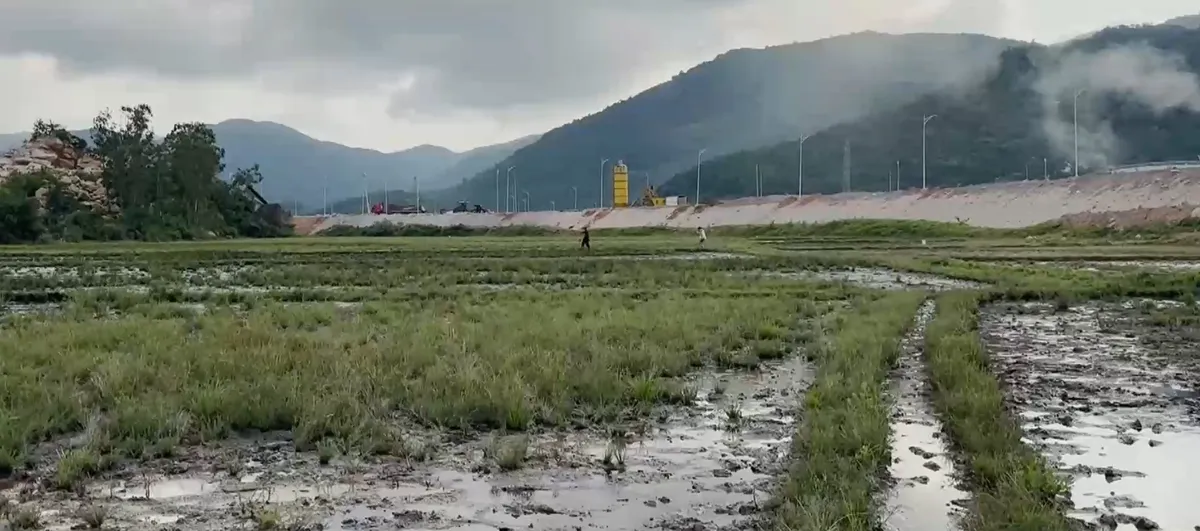 N&ocirc;ng d&acirc;n bỏ ruộng v&igrave; dầu nhớt xuất hiện bất thường- Ảnh 1.