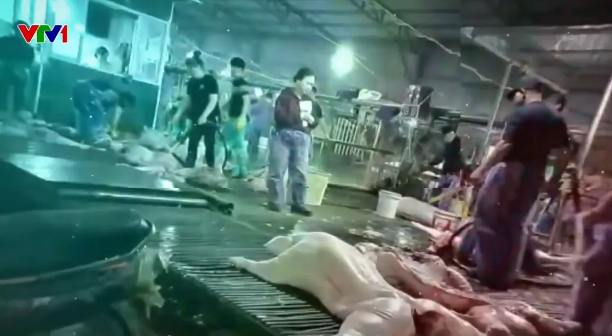 Đường d&acirc;y ti&ecirc;u thụ gần 300 tấn thịt lợn bệnh: Dễ d&agrave;ng đưa lợn bệnh qua c&aacute;c địa phương m&agrave; kh&ocirc;ng bị kiểm tra- Ảnh 1.