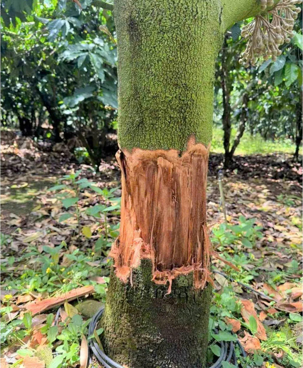 Điều tra vụ vườn sầu ri&ecirc;ng bị chặt ph&aacute; tại L&acirc;m Đồng - Ảnh 1.