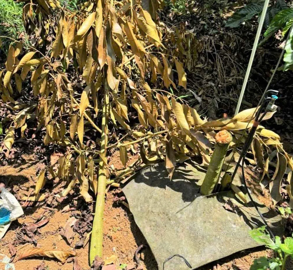 Điều tra vụ vườn sầu ri&ecirc;ng bị chặt ph&aacute; tại L&acirc;m Đồng - Ảnh 2.