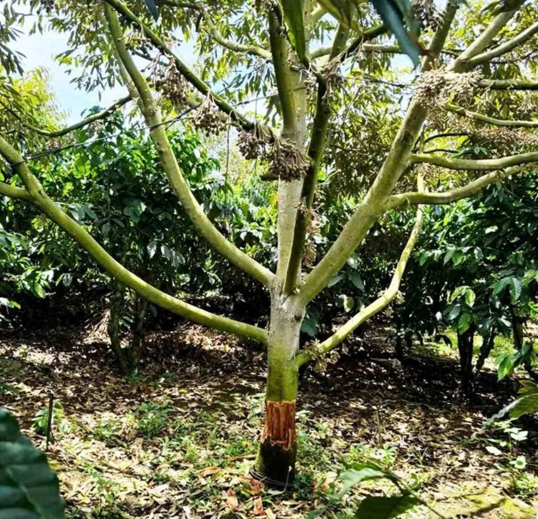 Điều tra vụ vườn sầu ri&ecirc;ng bị chặt ph&aacute; tại L&acirc;m Đồng - Ảnh 3.