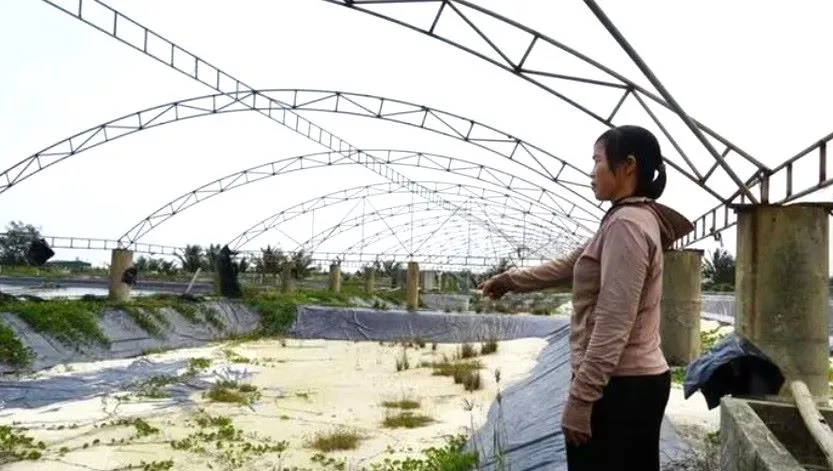 Nu&ocirc;i t&ocirc;m thua lỗ k&eacute;o d&agrave;i, người d&acirc;n loay hoay t&igrave;m lối tho&aacute;t - Ảnh 1.