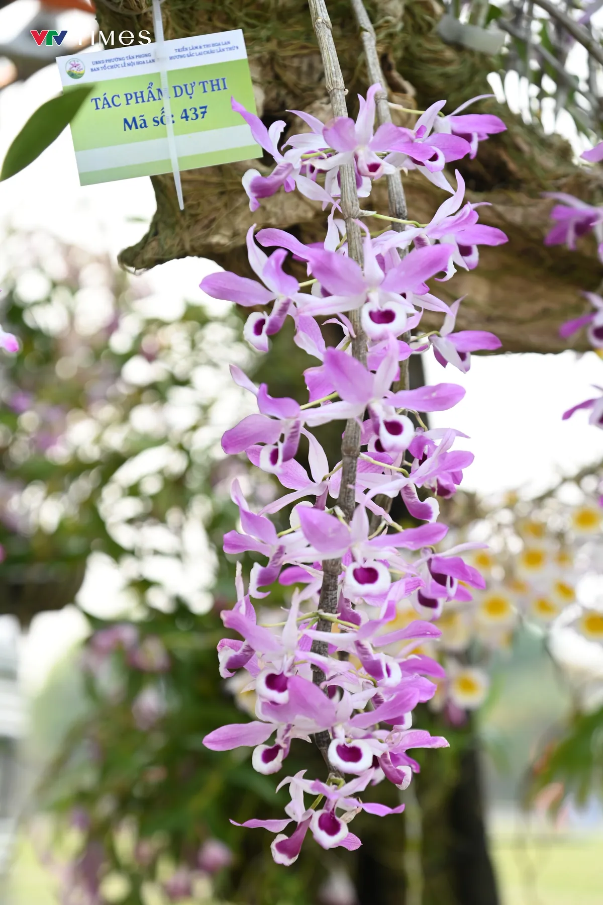 Lai Ch&acirc;u: Hương sắc lan rừng hội tụ &ndash; lan tỏa gi&aacute; trị sinh th&aacute;i v&agrave; văn h&oacute;a  - Ảnh 2.