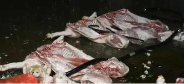 Triệt phá đường dây tiêu thụ gần 300 tấn thịt lợn bệnh vào bếp ăn trường học- Ảnh 1. Triệt phá đường dây tiêu thụ gần 300 tấn thịt lợn bệnh vào bếp ăn trường học- Ảnh 1.