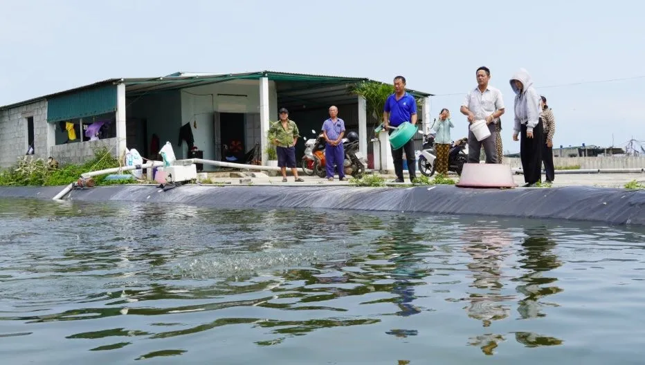 Nu&ocirc;i t&ocirc;m thua lỗ k&eacute;o d&agrave;i, người d&acirc;n loay hoay t&igrave;m lối tho&aacute;t - Ảnh 2.