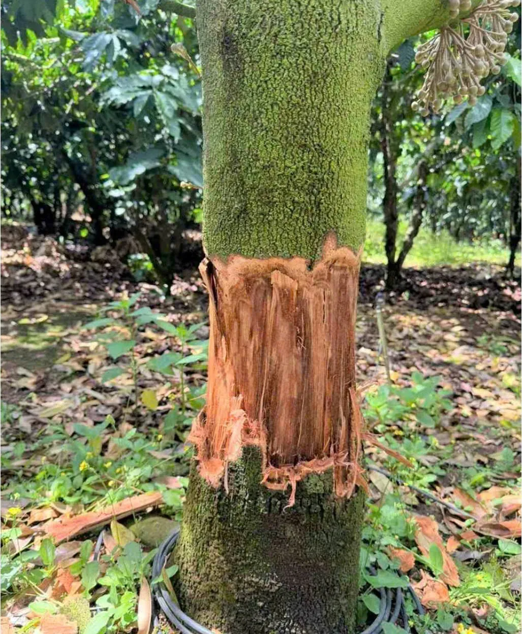 Điều tra vụ ph&aacute; hoại vườn sầu ri&ecirc;ng tại L&acirc;m Đồng, nhiều c&acirc;y c&oacute; nguy cơ chết h&agrave;ng loạt- Ảnh 1.