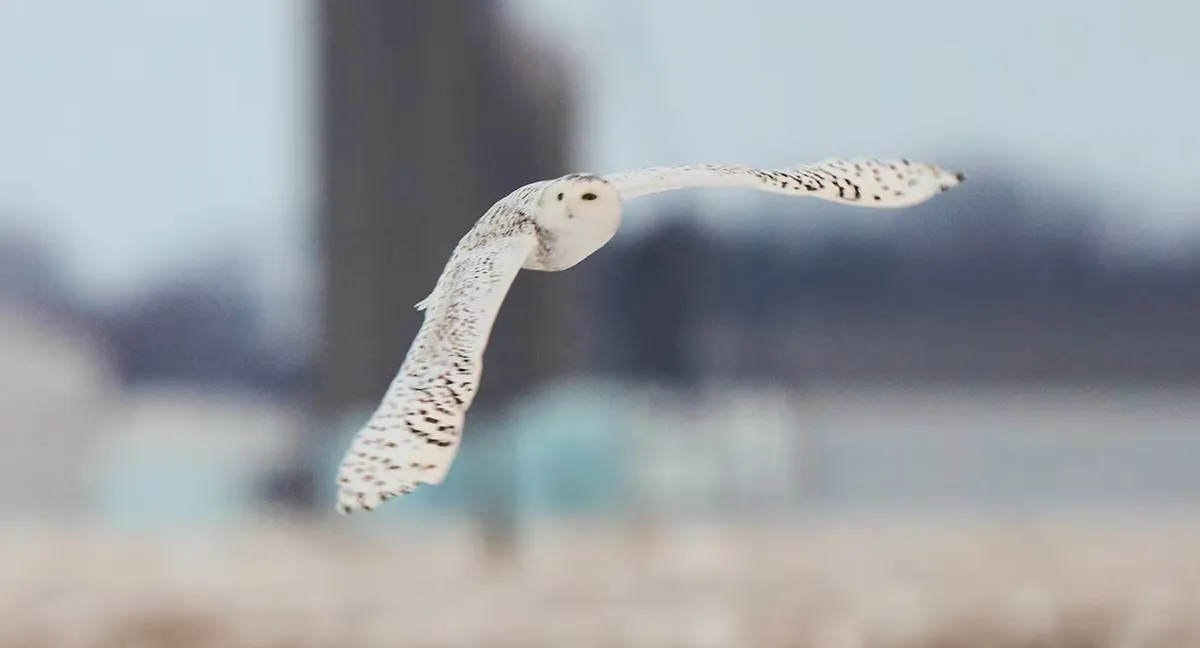 40 lo&agrave;i động vật di cư được Li&ecirc;n hợp quốc bổ sung v&agrave;o danh s&aacute;ch bảo vệ quốc tế - Ảnh 1.