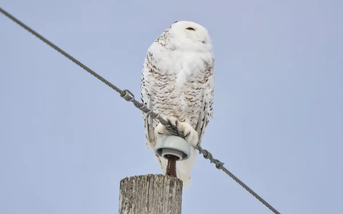 Cú tuyết - biểu tượng của vùng Bắc Cực (Ảnh: AFP)