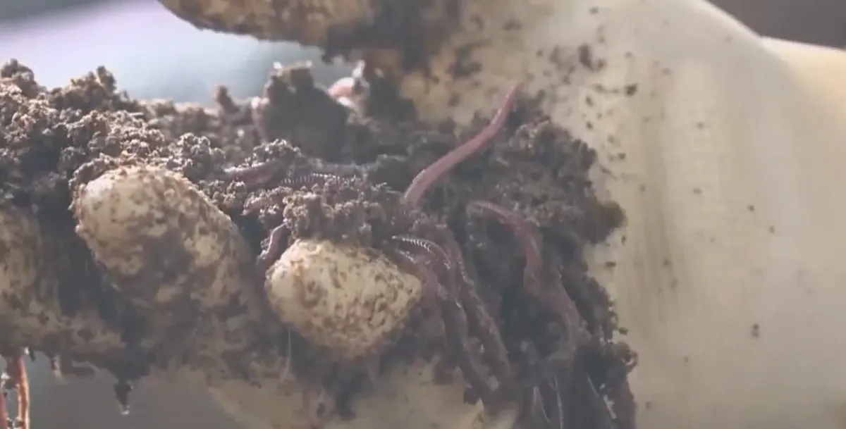 N&ocirc;ng nghiệp tuần ho&agrave;n: Giải ph&aacute;p "v&ograve;ng lặp" tối ưu chi ph&iacute; chăn nu&ocirc;i- Ảnh 2.