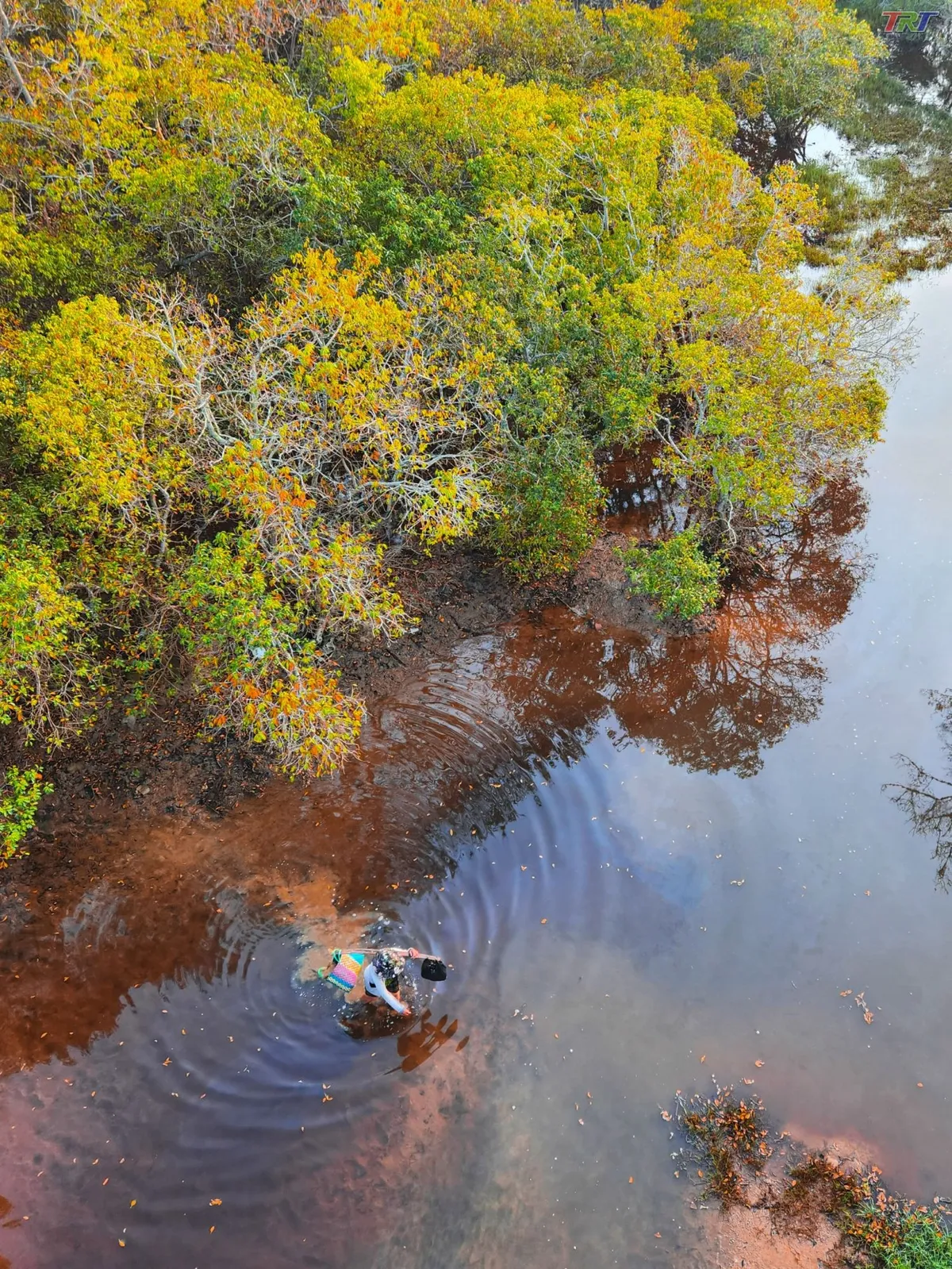 Rừng ngập mặn: &ldquo;Tấm khi&ecirc;n xanh&rdquo; của c&aacute;c th&agrave;nh phố biển- Ảnh 2.