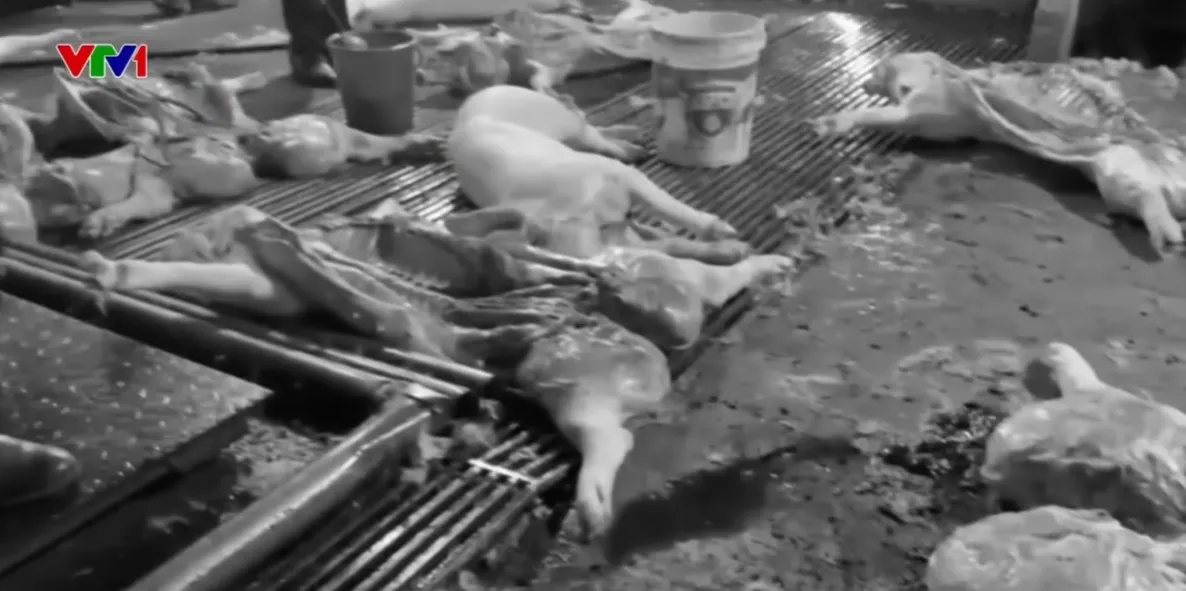 300 tấn thịt bẩn lọt lưới: Tr&aacute;ch nhiệm thuộc về ai? - Ảnh 1.