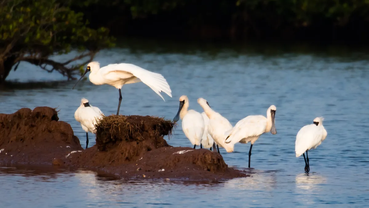 Rừng ngập mặn: &ldquo;Tấm khi&ecirc;n xanh&rdquo; của c&aacute;c th&agrave;nh phố biển- Ảnh 4.