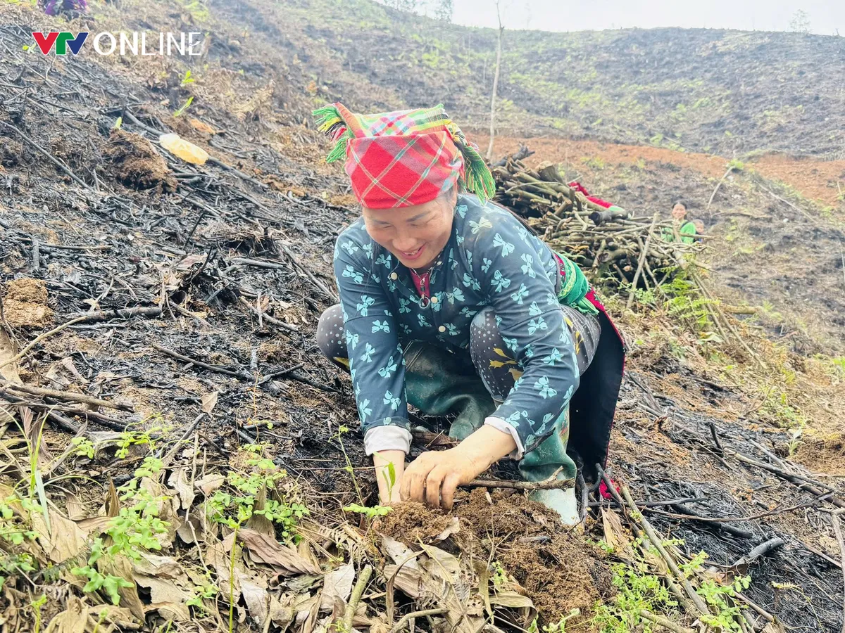 Gieo rừng, giữ đất, dựng tương lai ở Thuận Hòa - Ảnh 1.