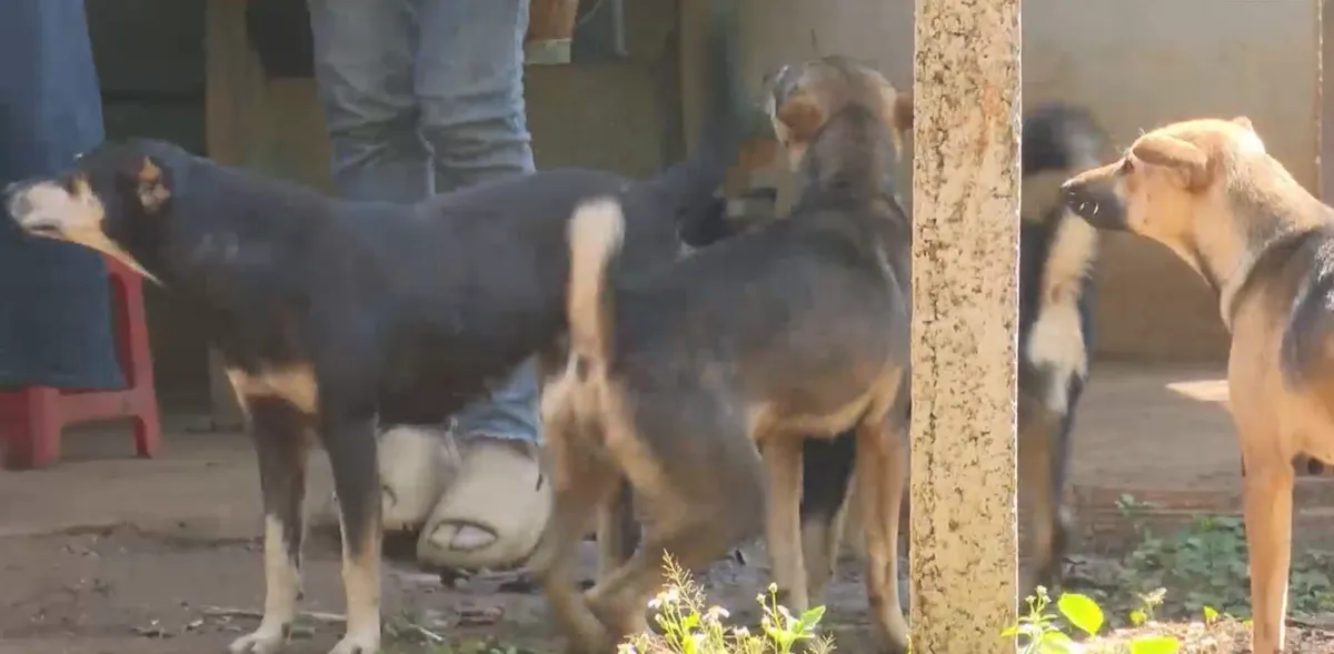  Nguy hiểm từ th&oacute;i quen nu&ocirc;i ch&oacute; canh rẫy- Ảnh 2.