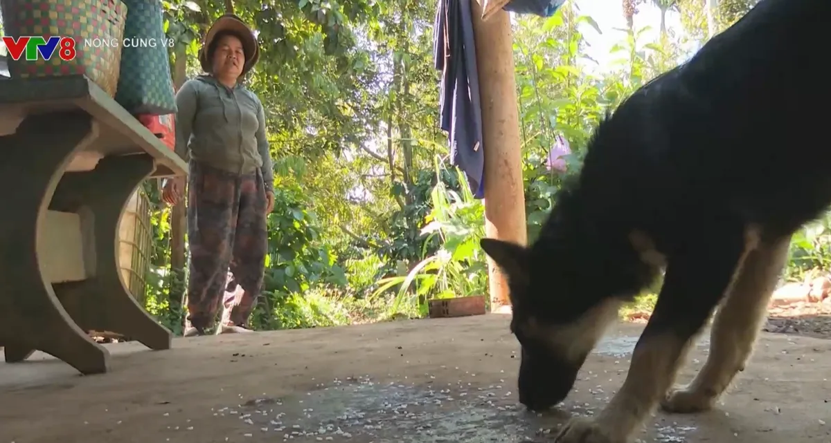  Nguy hiểm từ th&oacute;i quen nu&ocirc;i ch&oacute; canh rẫy- Ảnh 3.