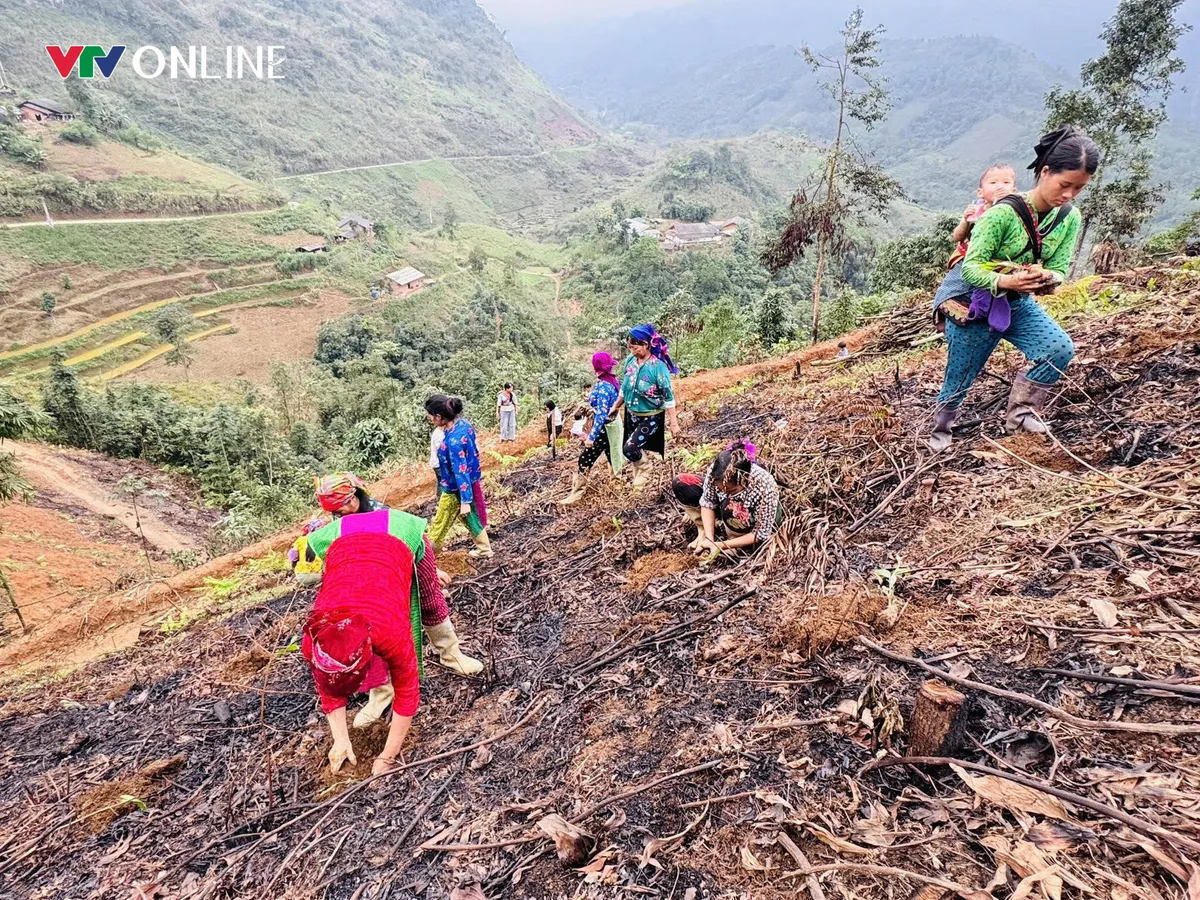 Gieo rừng, giữ đất, dựng tương lai ở Thuận Hòa - Ảnh 2.