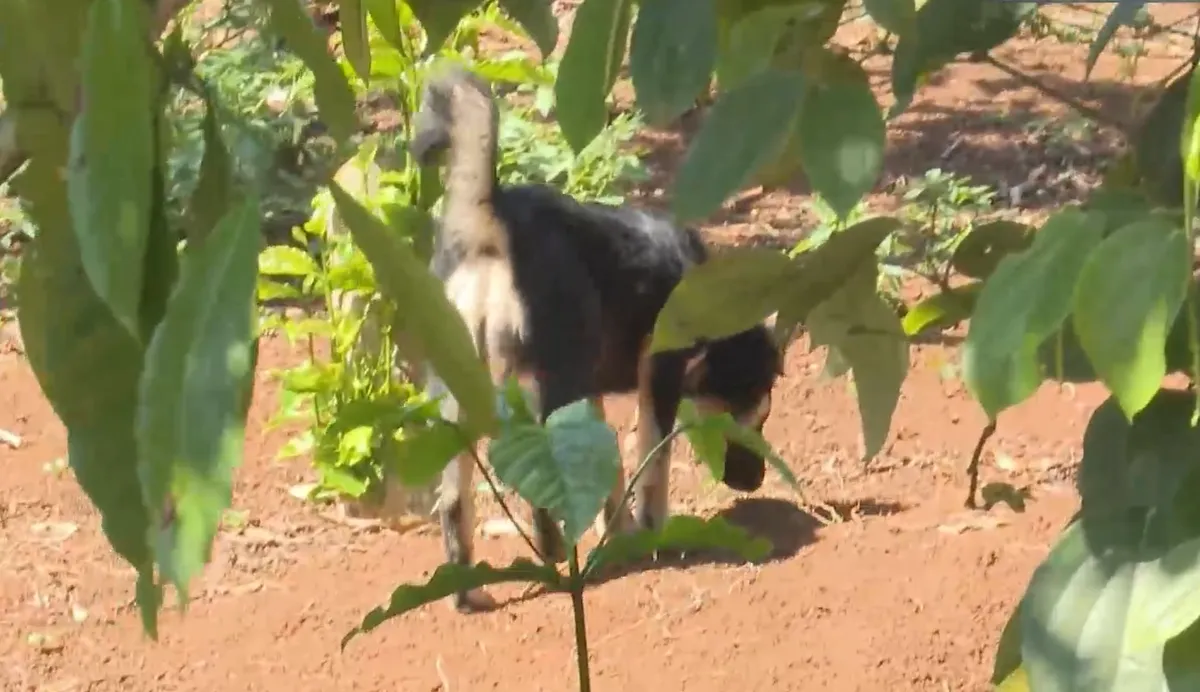  Nguy hiểm từ th&oacute;i quen nu&ocirc;i ch&oacute; canh rẫy- Ảnh 1.