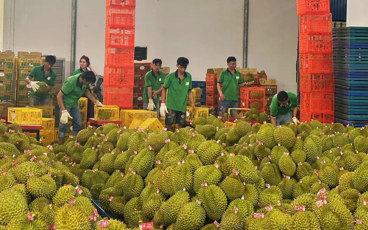 Xuất khẩu nông sản sang Trung Quốc đối mặt quy định mới theo Lệnh 280- Ảnh 1. Xuất khẩu nông sản sang Trung Quốc đối mặt quy định mới theo Lệnh 280- Ảnh 1.