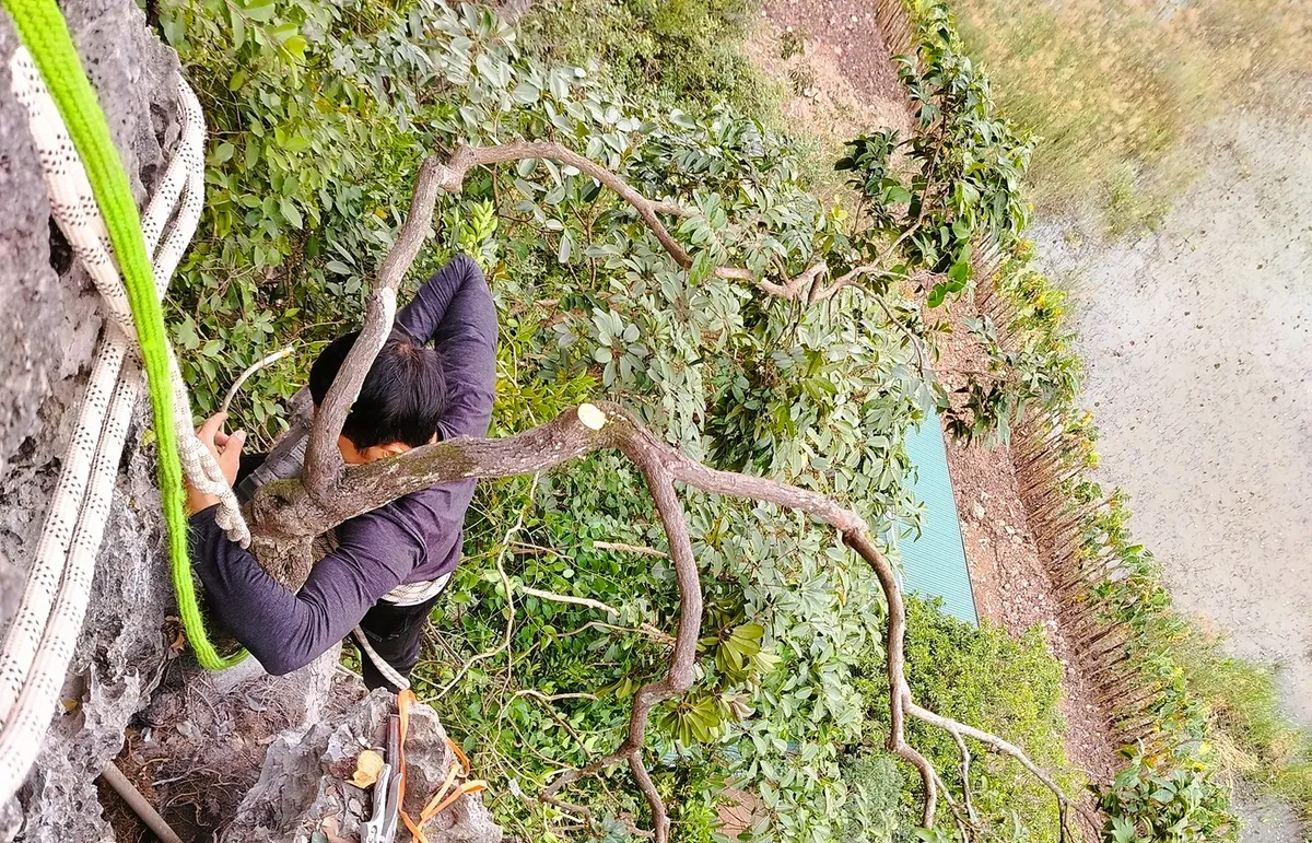 Quảng Ninh: Triệt ph&aacute; đường d&acirc;y mua b&aacute;n h&agrave;ng trăm c&acirc;y muội hồng qu&yacute; hiếm, xử phạt h&agrave;ng trăm triệu đồng- Ảnh 1.