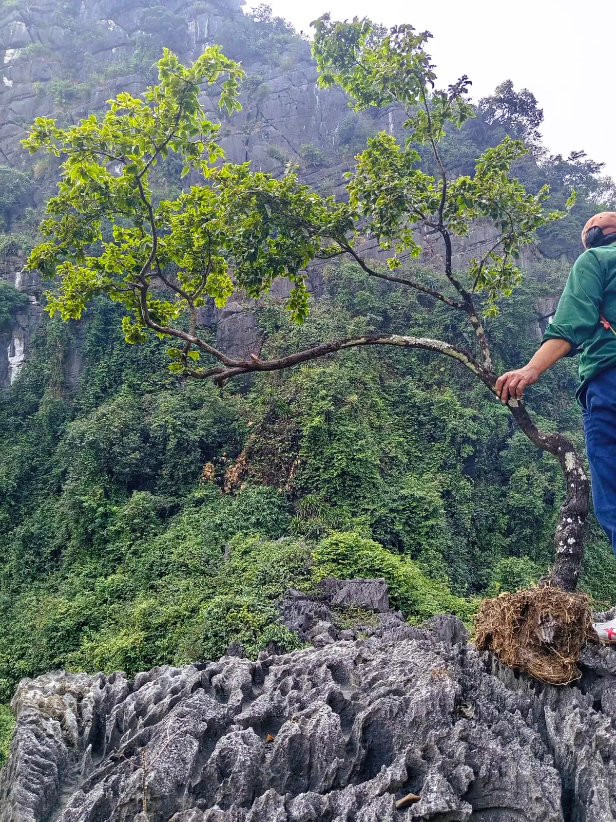 Quảng Ninh: Triệt ph&aacute; đường d&acirc;y mua b&aacute;n h&agrave;ng trăm c&acirc;y muội hồng qu&yacute; hiếm, xử phạt h&agrave;ng trăm triệu đồng- Ảnh 2.