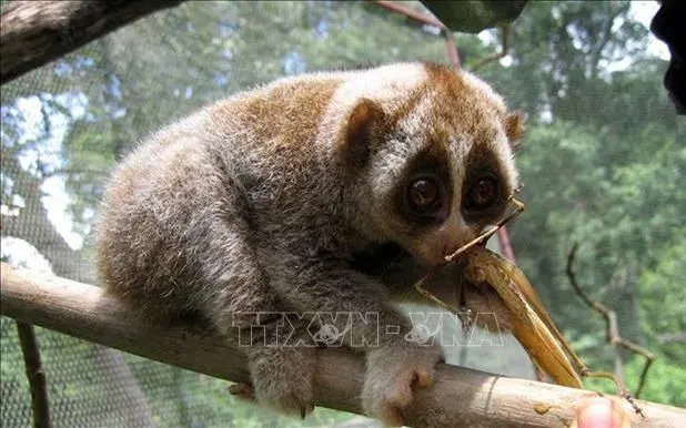 Loài Culi nhỏ. Ảnh tư liệu: TTXVN