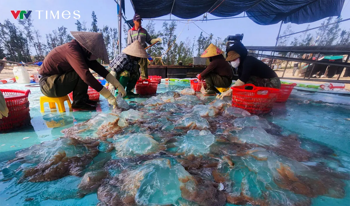 Ngư d&acirc;n Nghệ An tr&uacute;ng đậm m&ugrave;a sứa biển, thu tiền triệu mỗi chuyến ra khơi - Ảnh 3.