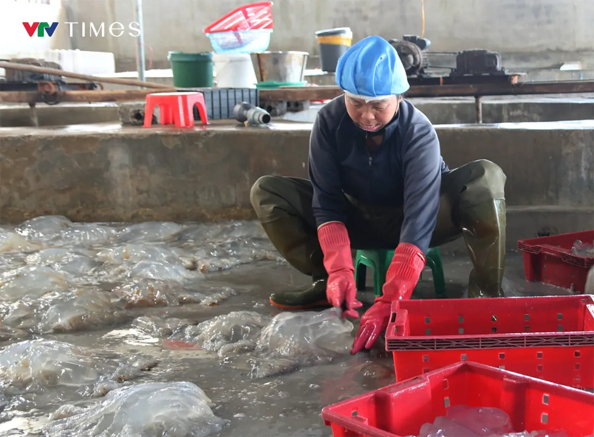 Ngư d&acirc;n Nghệ An tr&uacute;ng đậm m&ugrave;a sứa biển, thu tiền triệu mỗi chuyến ra khơi - Ảnh 4.