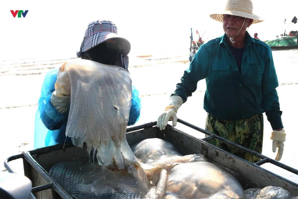 Ngư d&acirc;n Nghệ An tr&uacute;ng đậm m&ugrave;a sứa biển, thu tiền triệu mỗi chuyến ra khơi - Ảnh 2.