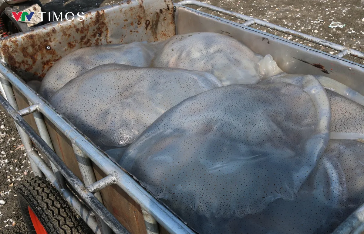 Ngư d&acirc;n Nghệ An tr&uacute;ng đậm m&ugrave;a sứa biển, thu tiền triệu mỗi chuyến ra khơi - Ảnh 1.