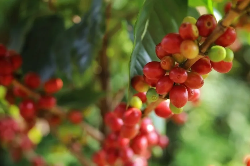 Thị trường n&ocirc;ng sản ng&agrave;y 3/4: Gi&aacute; c&agrave; ph&ecirc; T&acirc;y Nguy&ecirc;n phục hồi mạnh mẽ, hồ ti&ecirc;u "n&iacute;n thở" chờ thời
- Ảnh 2.