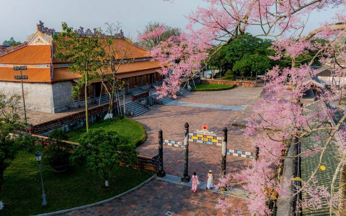 Những ngày đầu hè, khi nắng Huế vừa kịp hong khô lớp rêu phong trên tường thành cũ, cũng là lúc hoa ngô đồng bắt đầu vào mùa. Không báo hiệu bằng hương thơm nồng nàn hay sắc màu rực rỡ, loài hoa này chọn cách xuất hiện rất khẽ như một nét chấm phá đủ để làm dịu cả không gian cổ kính.