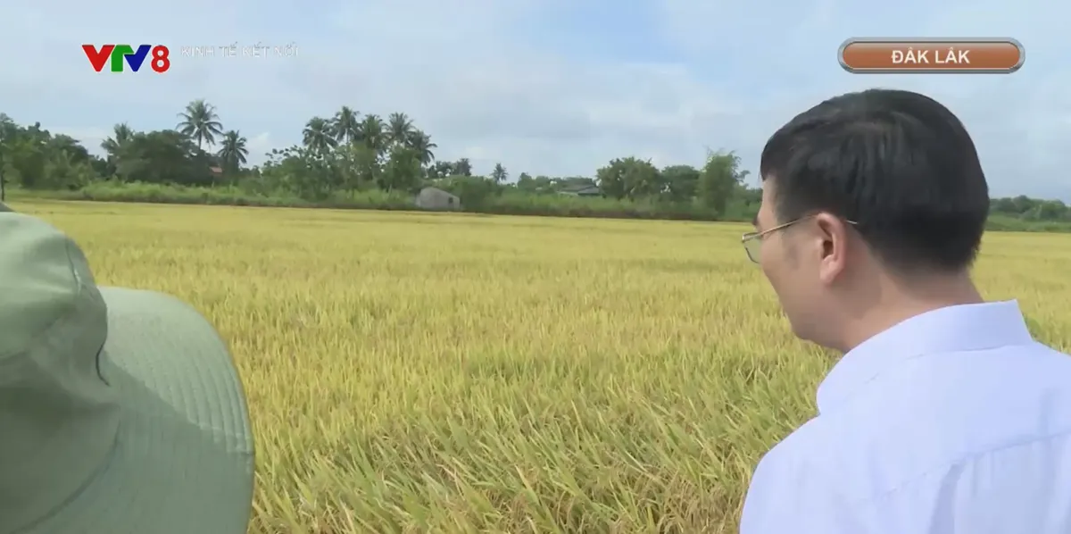  Trồng l&uacute;a giảm thải tr&ecirc;n c&aacute;nh đồng mẫu lớn- Ảnh 2.