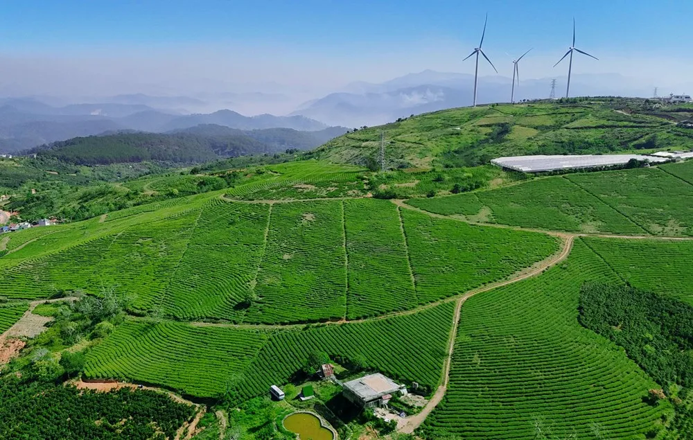 Đồi chè Cầu Đất: Từ nông trường Pháp đến điểm check-in “biểu tượng” của Đà Lạt- Ảnh 1. Đồi chè Cầu Đất: Từ nông trường Pháp đến điểm check-in “biểu tượng” của Đà Lạt- Ảnh 1.