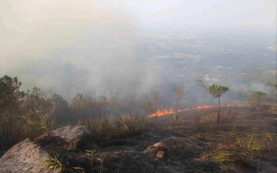 Kịp thời khống chế vụ cháy rừng thông ở Lâm Đồng.
