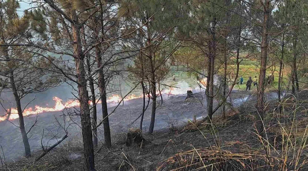 Kịp thời khống chế vụ ch&aacute;y rừng th&ocirc;ng ở L&acirc;m Đồng - Ảnh 2.