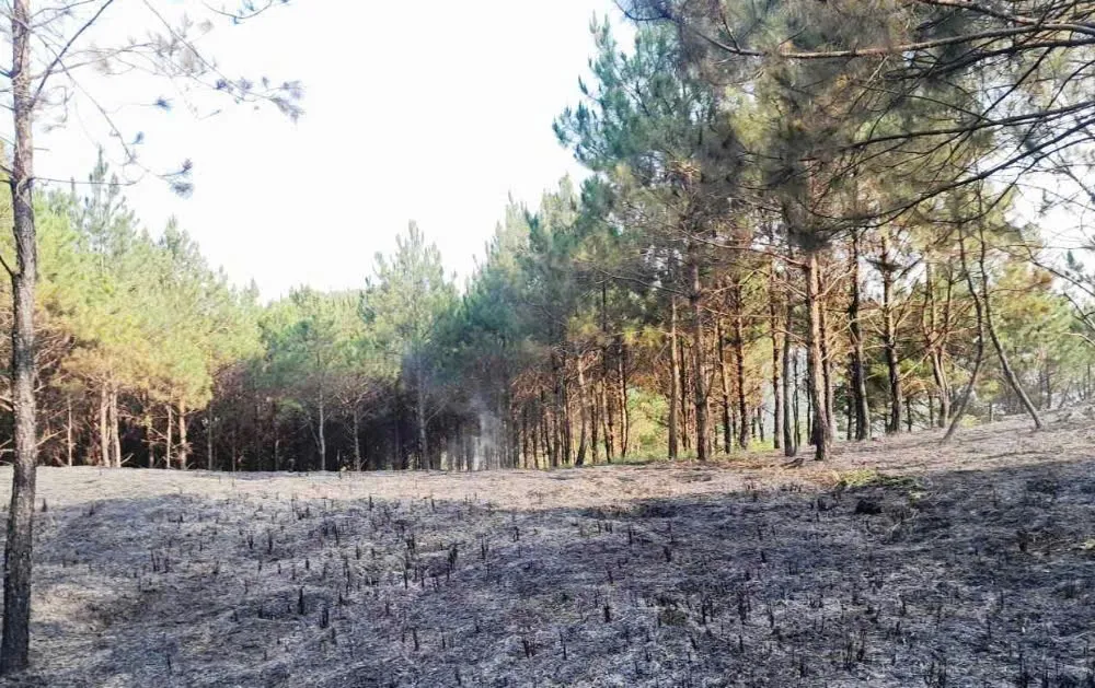 Kịp thời khống chế vụ ch&aacute;y rừng th&ocirc;ng ở L&acirc;m Đồng - Ảnh 3.