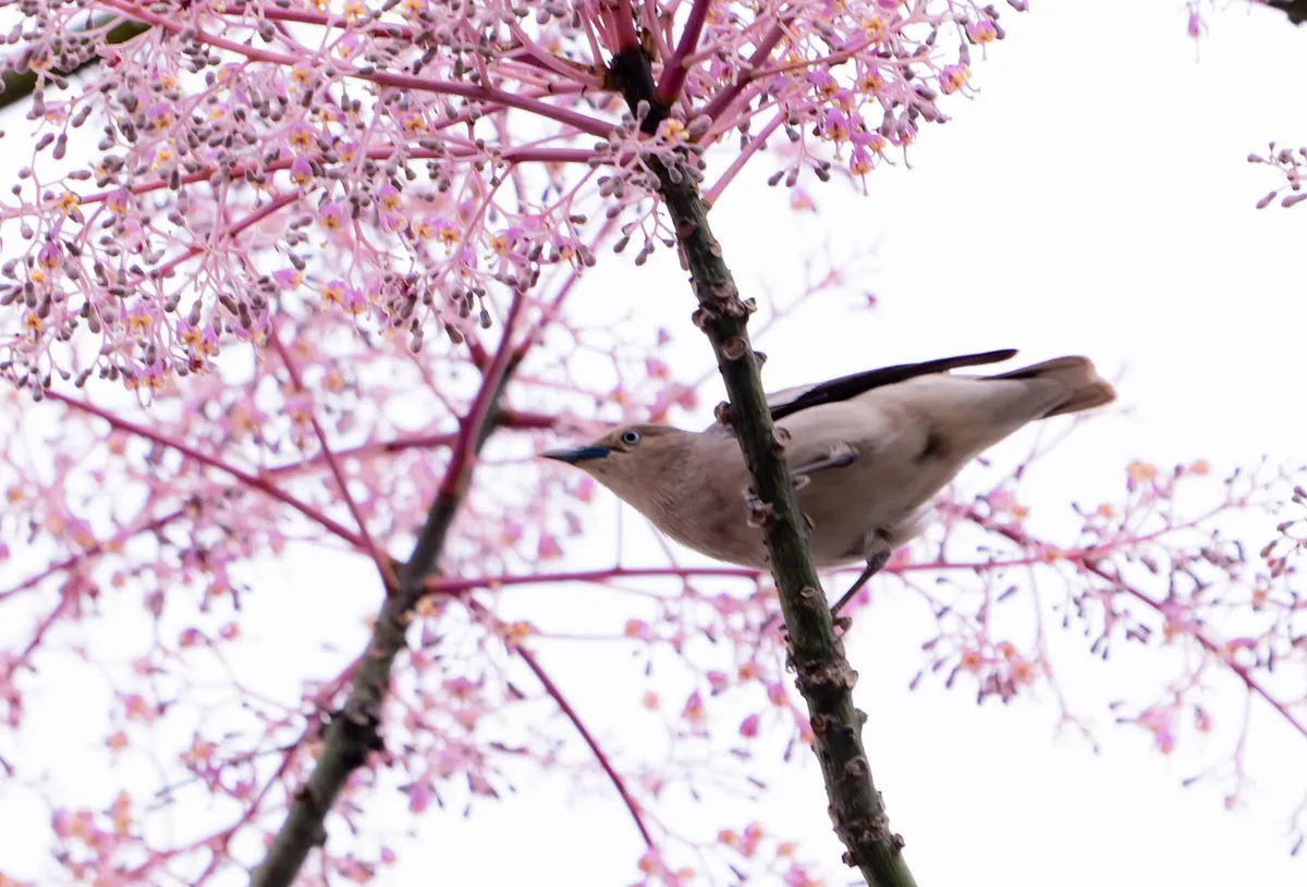 &ldquo;Vương giả chi hoa&rdquo; lặng nở giữa trời cố đ&ocirc; Huế- Ảnh 5.