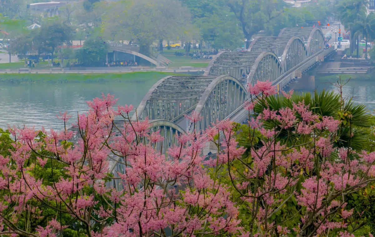 &ldquo;Vương giả chi hoa&rdquo; lặng nở giữa trời cố đ&ocirc; Huế- Ảnh 2.