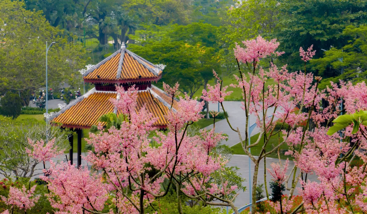 &ldquo;Vương giả chi hoa&rdquo; lặng nở giữa trời cố đ&ocirc; Huế- Ảnh 7.