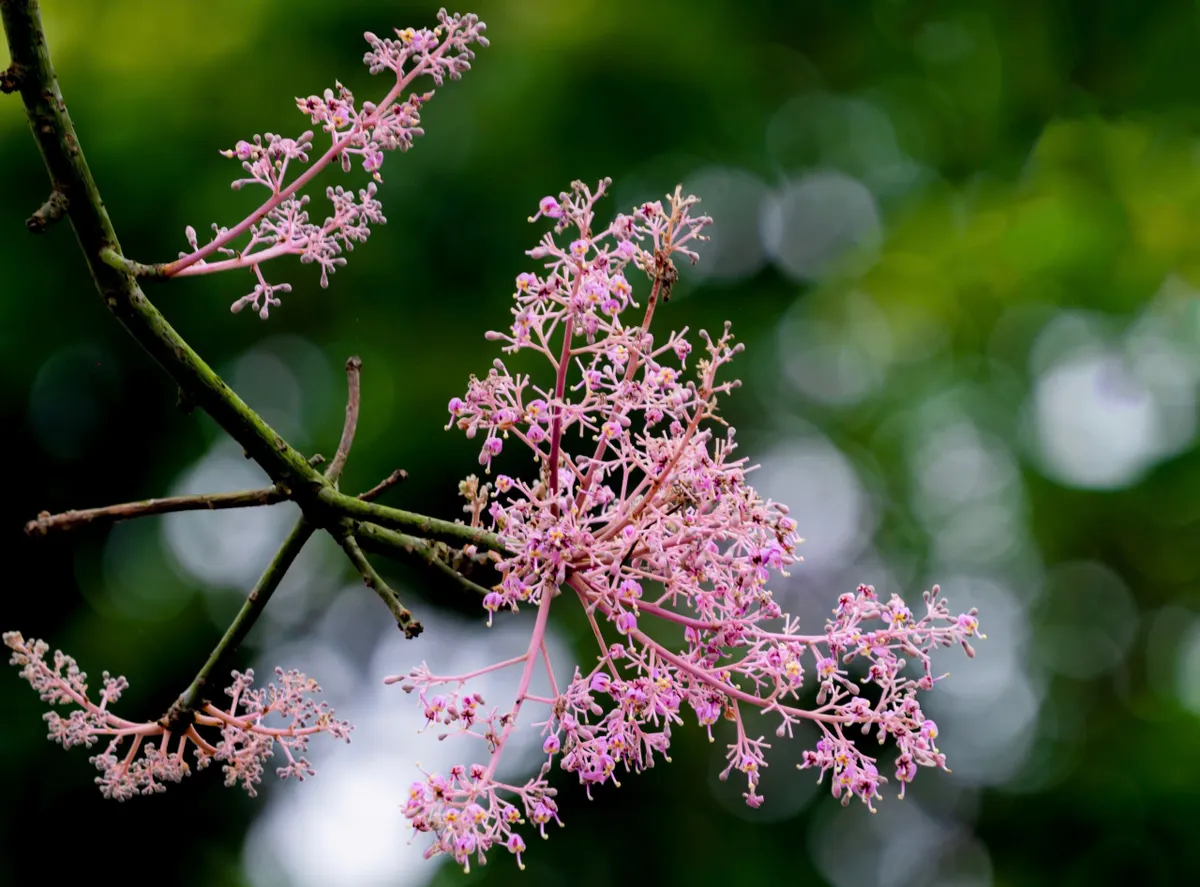 &ldquo;Vương giả chi hoa&rdquo; lặng nở giữa trời cố đ&ocirc; Huế- Ảnh 9.