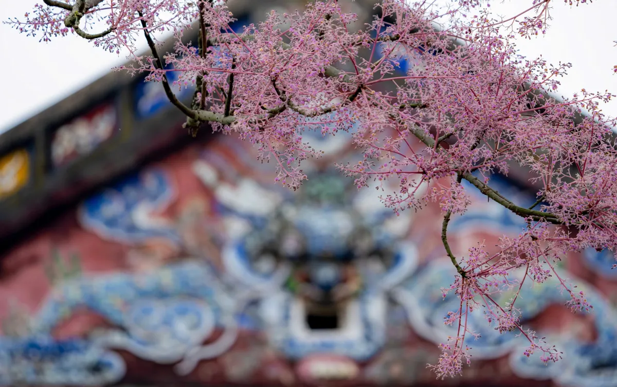 &ldquo;Vương giả chi hoa&rdquo; lặng nở giữa trời cố đ&ocirc; Huế- Ảnh 3.